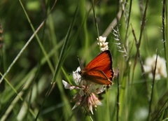 Scarce Copper (Lycaena virgaureae)