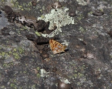 Queen of Spain Fritillary (Issoria lathonia)