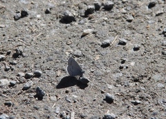 Holly Blue (Celastrina argiolus)