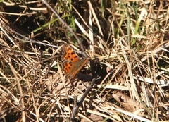 Comma Butterfly (Polygonia c-album)