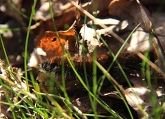 Fox Moth (Macrothylacia rubi)