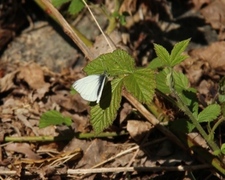 Rapssommerfugl (Pieris napi)