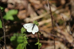 Green-veined White (Pieris napi)