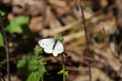 Rapssommerfugl (Pieris napi)