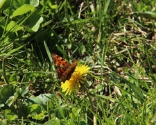 Comma Butterfly (Polygonia c-album)