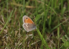 Engringvinge (Coenonympha pamphilus)