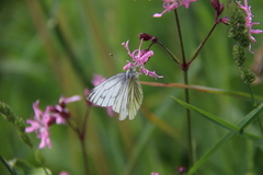 Rapssommerfugl (Pieris napi)