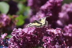 Svalestjert (Papilio machaon)