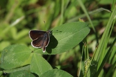 Mountain Argus (Aricia artaxerxes)