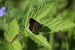 Sankthansblåvinge (Aricia artaxerxes)