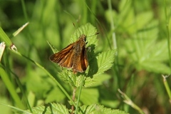 Large Skipper (Ochlodes sylvanus)