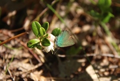 Grønnstjertvinge (Callophrys rubi)