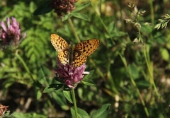 Pearl-bordered Fritillary (Boloria euphrosyne)
