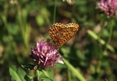 Pearl-bordered Fritillary (Boloria euphrosyne)