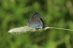 Green-underside Blue (Glaucopsyche alexis)