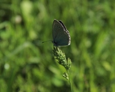 Green-underside Blue (Glaucopsyche alexis)
