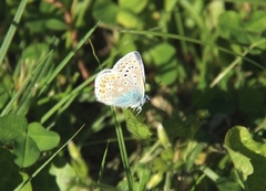 Common Blue (Polyommatus icarus)