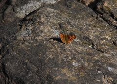 Queen of Spain Fritillary (Issoria lathonia)