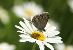 Sankthansblåvinge (Aricia artaxerxes)