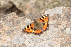 Neslesommerfugl (Aglais urticae)