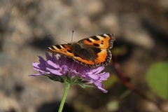 Neslesommerfugl (Aglais urticae)