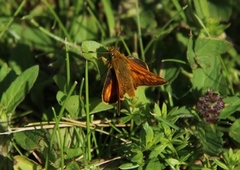 Large Skipper (Ochlodes sylvanus)