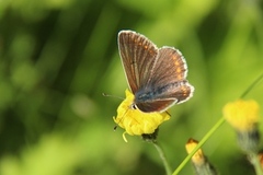 Mountain Argus (Aricia artaxerxes)