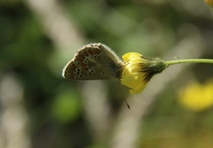 Sankthansblåvinge (Aricia artaxerxes)