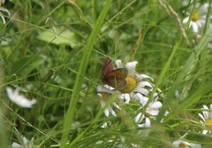 Meadow Brown (Maniola jurtina)