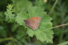 Meadow Brown (Maniola jurtina)