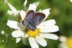 Silver-studded Blue (Plebejus argus)
