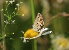 Argusblåvinge (Plebejus argus)