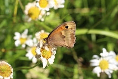 Meadow Brown (Maniola jurtina)