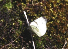 Rapssommerfugl (Pieris napi)