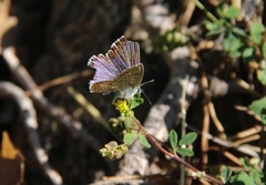 Common Blue (Polyommatus icarus)