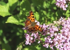 Comma Butterfly (Polygonia c-album)