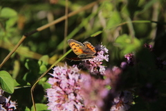 Ildgullvinge (Lycaena phlaeas)