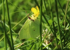 Sitronsommerfugl (Gonepteryx rhamni)