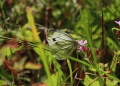 Rapssommerfugl (Pieris napi)