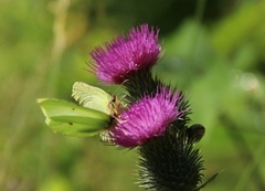 Sitronsommerfugl (Gonepteryx rhamni)