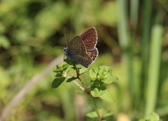 Mountain Argus (Aricia artaxerxes)