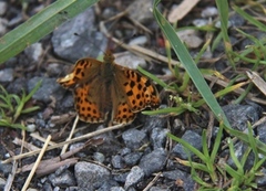 Queen of Spain Fritillary (Issoria lathonia)