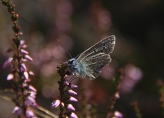 Common Blue (Polyommatus icarus)