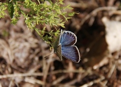 Common Blue (Polyommatus icarus)