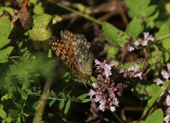 Dark Green Fritillary (Argynnis aglaja)