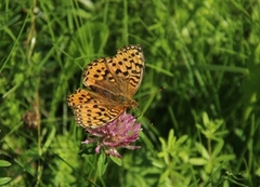 Dark Green Fritillary (Argynnis aglaja)