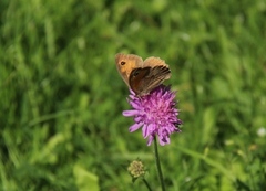 Meadow Brown (Maniola jurtina)