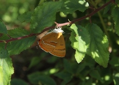 Brown Hairstreak (Thecla betulae)