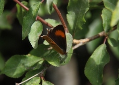 Brown Hairstreak (Thecla betulae)