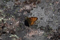Queen of Spain Fritillary (Issoria lathonia)